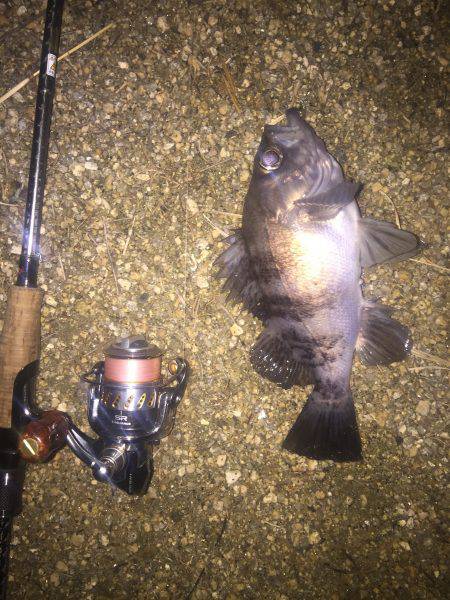 久しぶりのプラグメバル